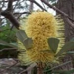 bottlebrush-150x150